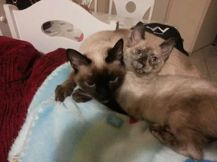 Gato ra a Siamês idade 1 ano nome Mel