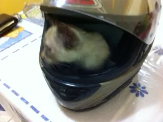 Gato ra a  idade 7 a 11 meses nome Princesa