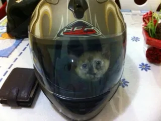 Gato ra a  idade 7 a 11 meses nome Princesa