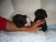 bebes