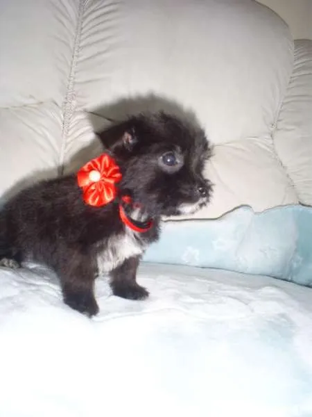 Cachorro ra a SRD idade Abaixo de 2 meses nome bebes