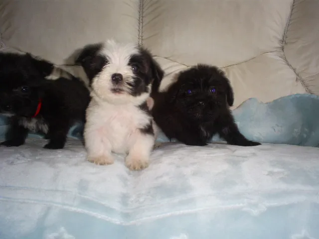 Cachorro ra a SRD idade Abaixo de 2 meses nome bebes
