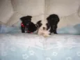 bebes