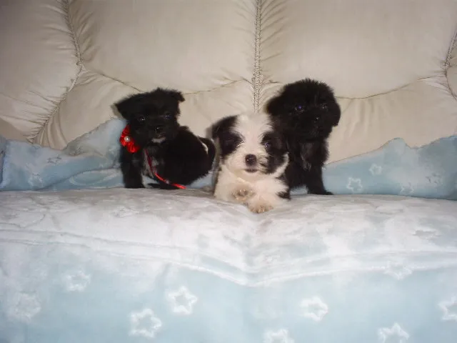 Cachorro ra a SRD idade Abaixo de 2 meses nome bebes
