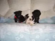 bebes