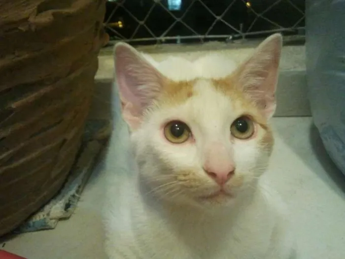 Gato ra a SRD idade 2 a 6 meses nome CARLOS EDUARDO