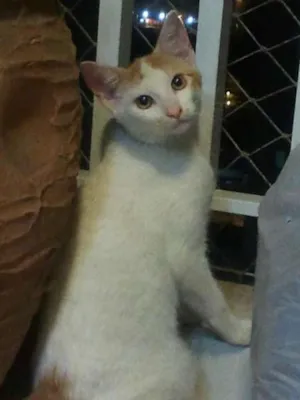 Gato raça SRD idade 2 a 6 meses nome CARLOS EDUARDO