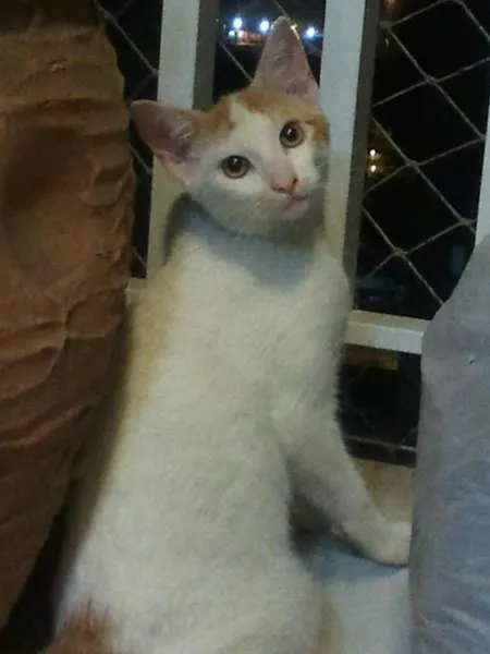 Gato ra a SRD idade 2 a 6 meses nome CARLOS EDUARDO