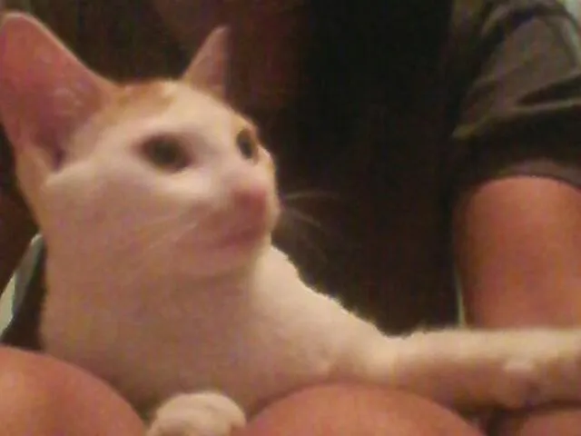 Gato ra a SRD idade 2 a 6 meses nome CARLOS EDUARDO