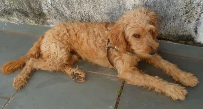 Cachorro ra a SRD idade 2 anos nome não sei