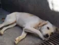 Nalla GRATIFICA