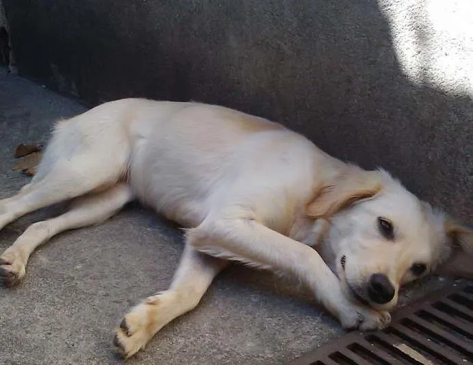 Cachorro ra a Mistura com Labrador idade 1 ano nome Nalla GRATIFICA