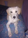 Nalla GRATIFICA