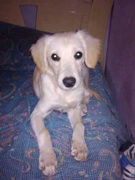 Cachorro ra a Mistura com Labrador idade 1 ano nome Nalla GRATIFICA
