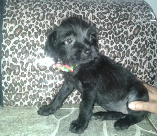 Cachorro ra a srd idade 2 a 6 meses nome Betina