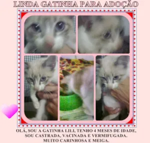Gato raça Siamesa idade 2 a 6 meses nome GATINHA LILI