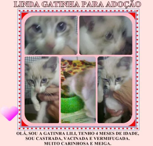 Gato ra a Siamesa idade 2 a 6 meses nome GATINHA LILI