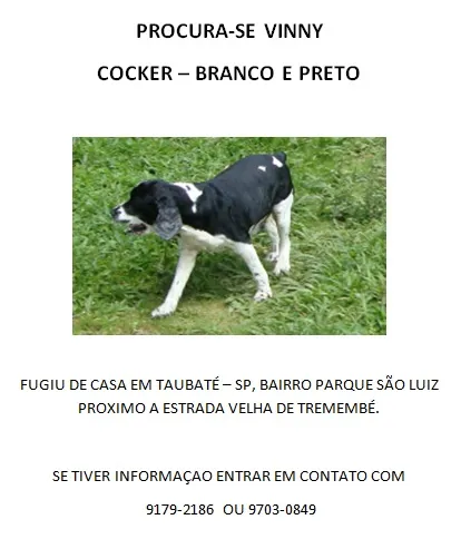 Cachorro ra a Cocker idade 3 anos nome Vinny