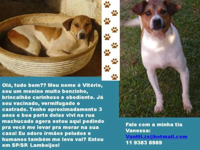 Cachorro ra a SRD idade 5 anos nome Vitorio
