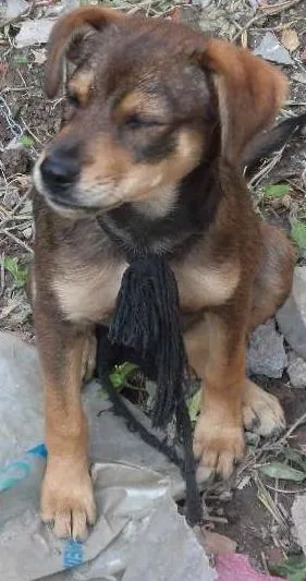 Cachorro ra a ñ tem idade 2 a 6 meses nome Paulinha