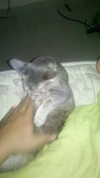 Gato ra a Indefinida idade 7 a 11 meses nome Yasmin