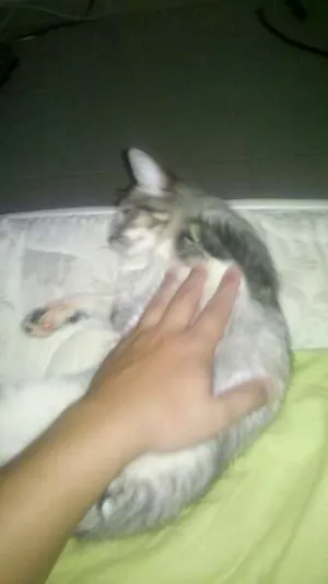 Gato raça Indefinida idade 7 a 11 meses nome Yasmin