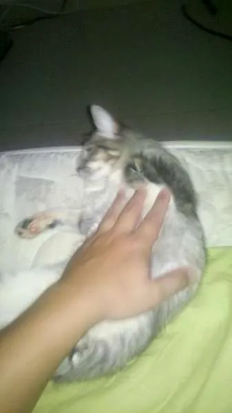 Gato ra a Indefinida idade 7 a 11 meses nome Yasmin