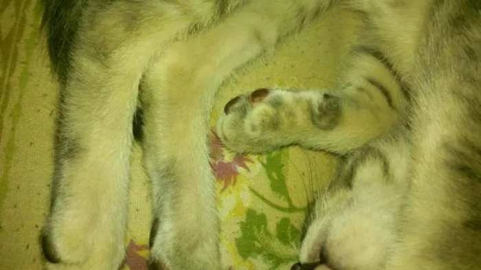 Gato ra a Indefinida idade 7 a 11 meses nome Yasmin