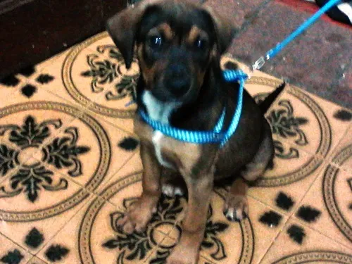 Cachorro ra a Vira-lata / Mist. Fila idade 2 a 6 meses nome Mel / Madruguinha