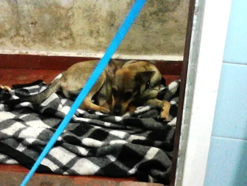 Cachorro ra a Vira-lata / Mist. Fila idade 2 a 6 meses nome Mel / Madruguinha