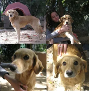 Cachorro raça SRD idade 1 ano nome Sofia
