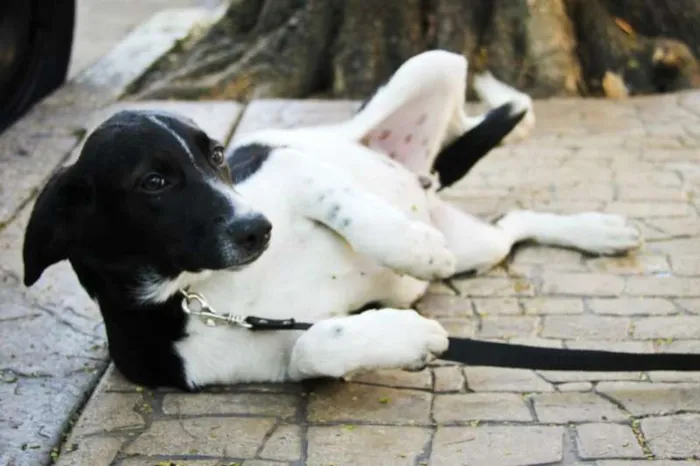 Cachorro ra a SRD idade 2 a 6 meses nome Thor