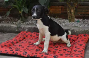 Cachorro raça SRD idade 2 a 6 meses nome Thor