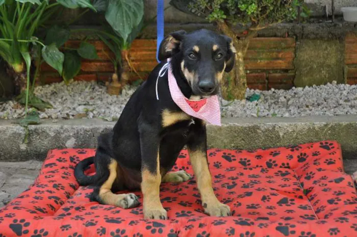 Cachorro ra a SRD idade 2 a 6 meses nome Tuca