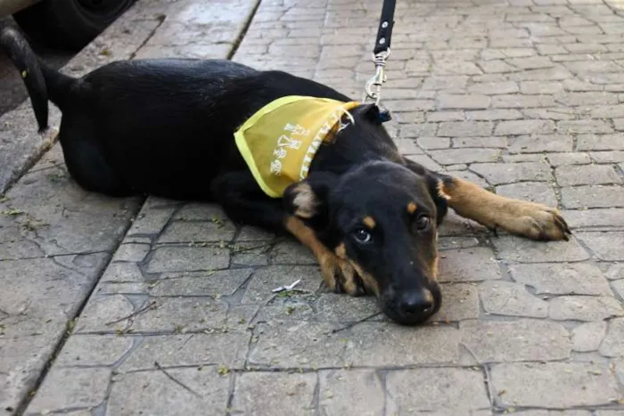 Cachorro ra a SRD idade 2 a 6 meses nome Tuca