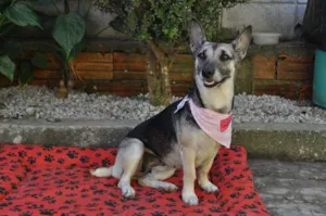 Gato raça SRD idade 3 anos nome Brenda