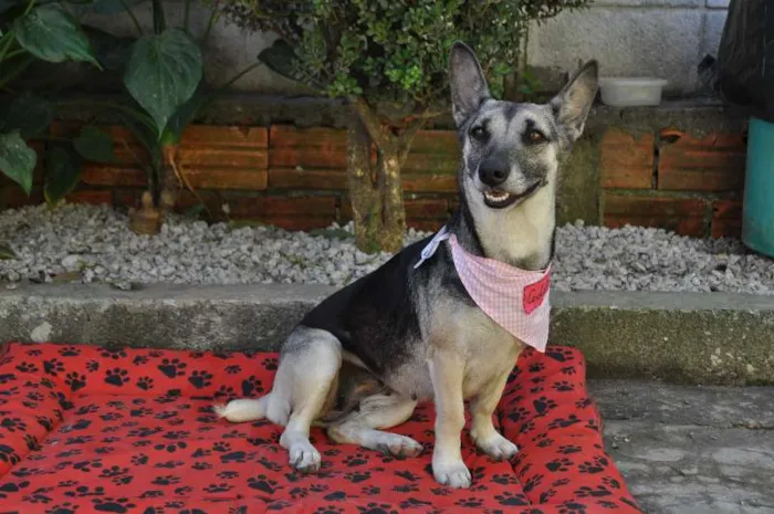 Gato ra a SRD idade 3 anos nome Brenda