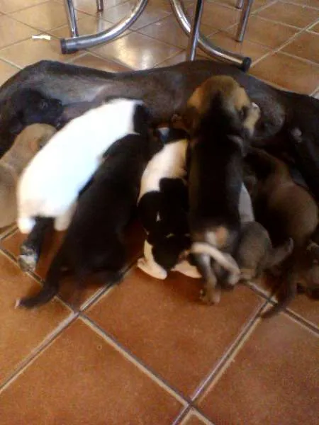 Cachorro ra a Vira Lata idade Abaixo de 2 meses nome VÁRIOS