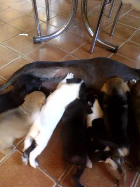 Cachorro ra a Vira Lata idade Abaixo de 2 meses nome VÁRIOS