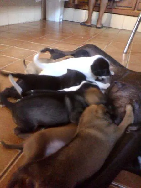 Cachorro ra a Vira Lata idade Abaixo de 2 meses nome VÁRIOS
