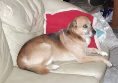 Cachorro raça vira lata idade 6 ou mais anos nome Lyon GRATIFICA