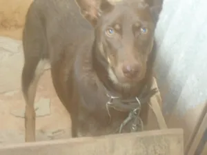 Cachorro raça Mestiça Doberman idade 1 ano nome Lays