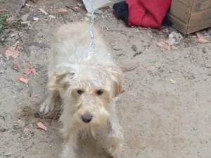 Cachorro raça Mestiça de Poodle idade 1 ano nome Lana