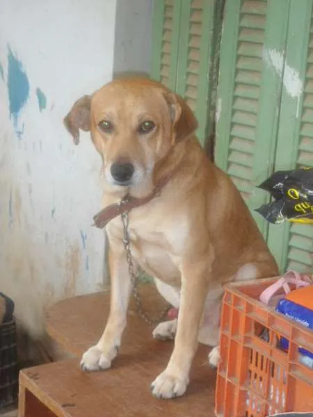 Cachorro ra a Mestiço Labrador idade 1 ano nome Duck