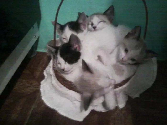 Gato ra a sem raça idade 2 a 6 meses nome sem nome