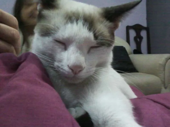 Gato ra a sem raça idade 2 a 6 meses nome sem nome