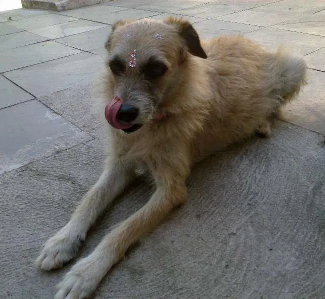 Cachorro ra a SRD idade 2 anos nome Nina