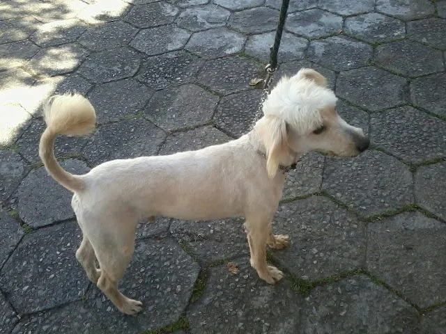 Cachorro ra a Poodle idade 2 anos nome Bolinha