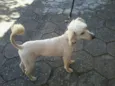Bolinha