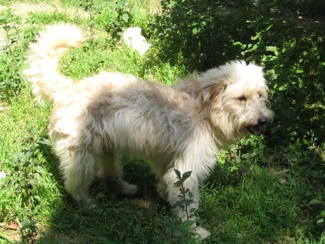 Cachorro ra a Poodle idade 2 anos nome Bolinha